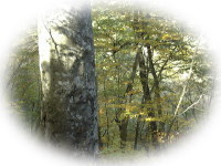 ブナ原生林の写真
