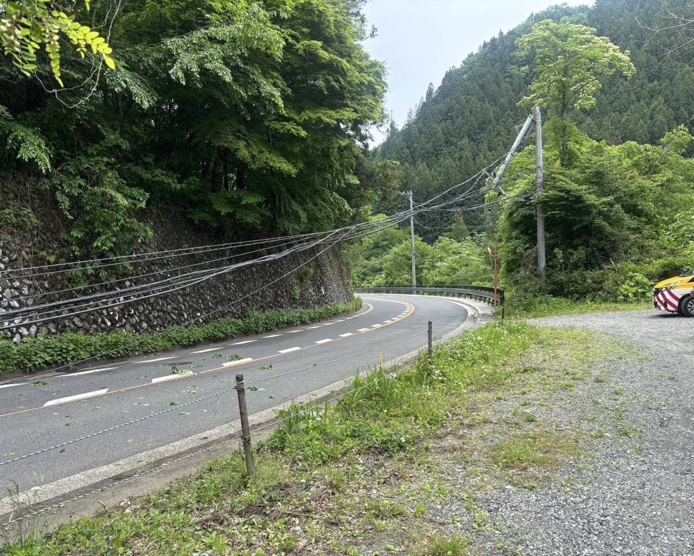 倒木3